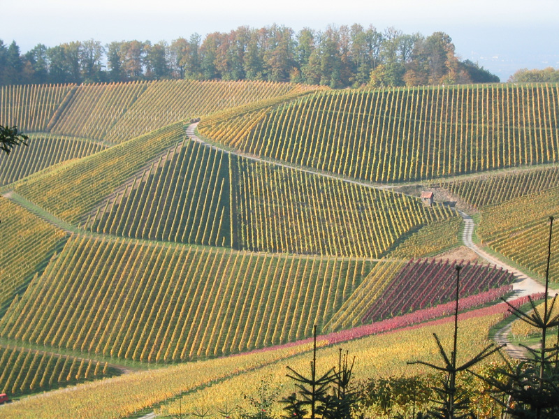 vineyard