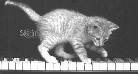 Cat on Piano