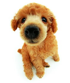 poodle